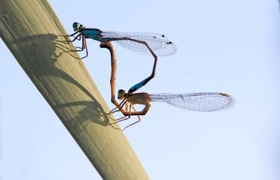 Low angle view of insect perching against clear sky
