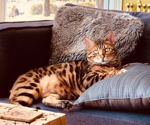 Portrait of cat resting on sofa at home