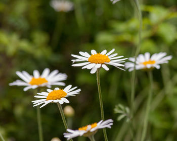 Close-up of white daisy flowers