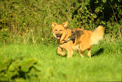 Grass on grassy field