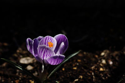 Close-up of purple crocus blooming on field