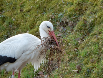 Close-up of a stork on field