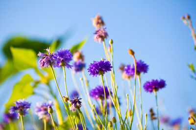 Close-up of insect on purple flowering plant