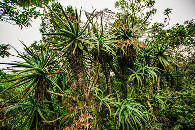 Low angle view of palm tree