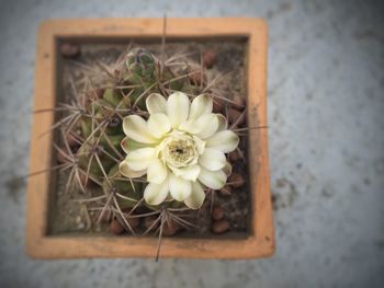 High angle view of flower on cactus