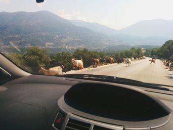 Dog on road by mountain against sky