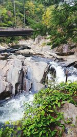 Scenic view of waterfall in forest