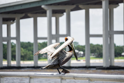 Close-up of bird perching on railing against window