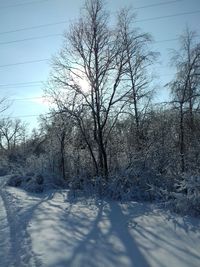 Bare trees on snow covered landscape