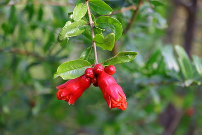 Close-up of red berries on tree