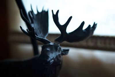 Close-up of deer