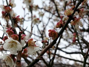 Low angle view of cherry blossoms