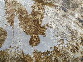 Reflection of trees in puddle