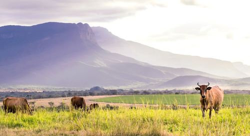 Cows grazing on grassy field against mountains
