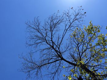 Low angle view of bare trees against clear blue sky