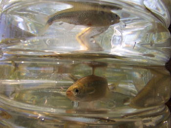 Close-up of fish swimming in water