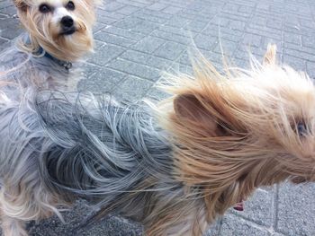 High angle view of dog