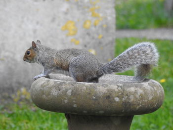 Close-up of squirrel on rock