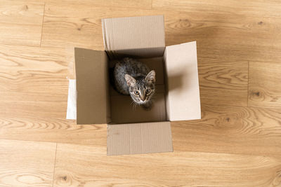 High angle view of cat on wooden floor