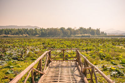 The long wooden bridge among the lotus flower fields at ban nam thong village.