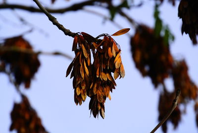 Close-up of dry leaves on branch against sky