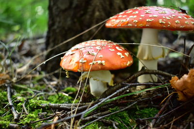 Close-up of fly agaric mushroom on field