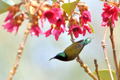 Close-up of bird perching on pink flower