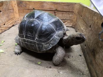 High angle view of tortoise on field