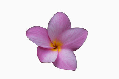 Close-up of pink flower against white background