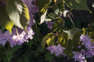 Close-up of purple flowers blooming outdoors