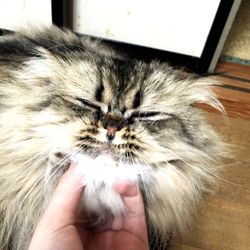 Close-up of cropped hand holding cat