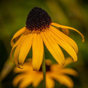 Close-up of yellow daisy flower
