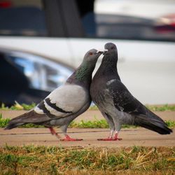 Close-up of pigeon