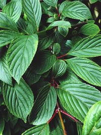 Full frame shot of fresh green leaves