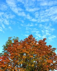 Low angle view of autumn tree against sky