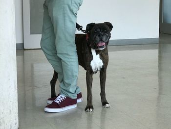 Low section of man with dog standing on street