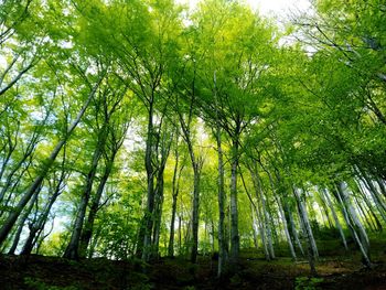 Low angle view of bamboo trees in forest