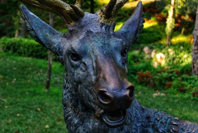 Close-up portrait of a horse