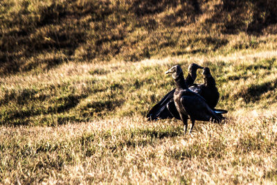 Horse on field