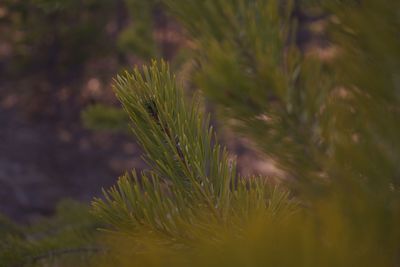 Close-up of pine tree on field