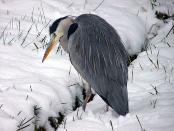 View of birds on snow covered land