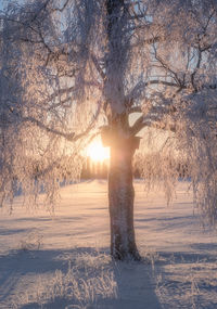 Trees on snow covered field against sky during winter