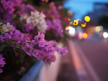 Close-up of pink flowering plant at night