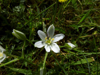 Close-up of white flowers blooming in field