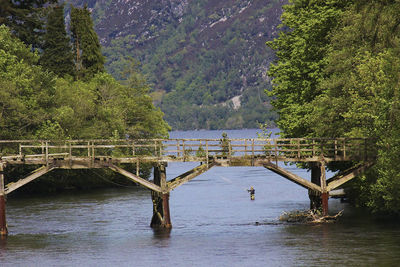 Bridge over river against trees