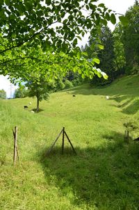 Trees on field