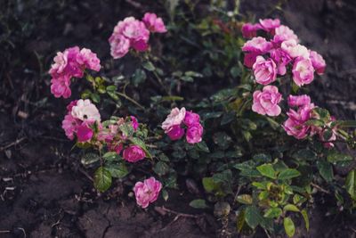 Close-up of pink flowers blooming outdoors