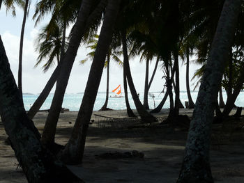 Palm trees on beach against sky