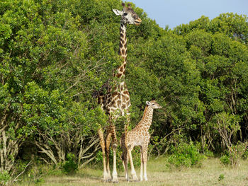 View of giraffe on field in forest