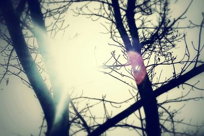 Close-up of bare tree against sky